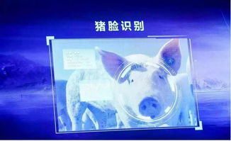 跨界風(fēng)云 馬云、劉強(qiáng)東為何在豬價(jià)暴漲之際“卷”入養(yǎng)豬大業(yè)？